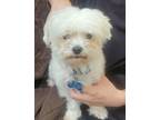 Adopt Prince a White Maltipoo / Mixed dog in Bowie, MD (41549720)
