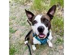 Adopt Starla a Pit Bull Terrier / Mixed dog in Kamloops, BC (41549717)