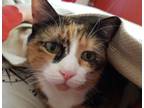 Adopt Missy a Calico or Dilute Calico Calico / Mixed (short coat) cat in