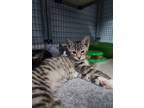Adopt Tabitha a Domestic Shorthair / Mixed cat in Port Alberni, BC (41539481)