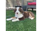 Adopt Ripley a Brown/Chocolate - with White Australian Shepherd / Mixed dog in