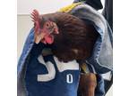 Adopt Hawk a Chicken bird in Escondido, CA (41549735)