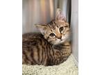 Adopt Lily a Brown Tabby Domestic Shorthair (short coat) cat in Peace Dale