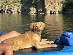 Adopt Champ a Tan/Yellow/Fawn Goldendoodle / Mixed dog in Tempe, AZ (41549727)