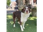Adopt Claire a Brown/Chocolate - with White Australian Shepherd / Mixed dog in