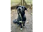 Adopt Poppy a Labrador Retriever / Mixed dog in Abbotsford, BC (41524753)
