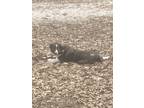 Adopt Champ a Brindle Border Collie / Mixed dog in Stockton, MO (41549666)