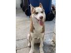 Adopt Red a Red/Golden/Orange/Chestnut - with White Husky / Mixed dog in Pico