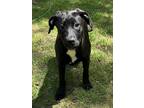 Adopt Ash a Black Labrador Retriever / Mixed dog in Peace Dale, RI (41495949)