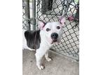 Adopt Liza a Black - with White Pit Bull Terrier / Mixed dog in Chicago