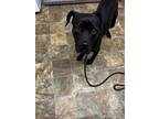 Adopt Layla a Labrador Retriever / Mixed dog in Darlington, SC (41549701)
