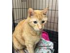 Adopt Pippin a Orange or Red Tabby Domestic Shorthair / Mixed (short coat) cat