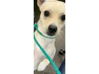 Adopt BARNLEY a Tan/Yellow/Fawn Mixed Breed (Medium) / Mixed dog in Dallas
