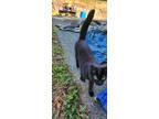 Adopt Kitty a Black (Mostly) Domestic Shorthair / Mixed (short coat) cat in