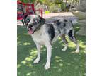 Adopt Wendy a Merle Australian Shepherd / Mixed dog in Temecula, CA (41549401)