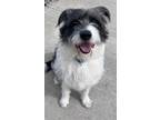 Adopt Mack a Mixed Breed (Medium) / Mixed dog in Sheboygan, WI (41491327)