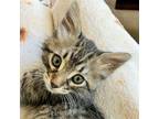 Adopt Aster a Domestic Shorthair / Mixed cat in Walnut Creek, CA (41549393)