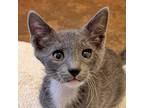 Adopt Clover a Domestic Shorthair / Mixed cat in Walnut Creek, CA (41549389)