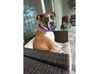 Adopt Norah F24-014 a Tan/Yellow/Fawn Boxer / Mixed dog in Central & West