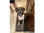 Adopt Marlee F24-015 a Tan/Yellow/Fawn Boxer / Mixed dog in Central & West