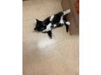 Adopt Oreo a Black & White or Tuxedo Maine Coon / Mixed (short coat) cat in