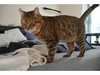 Adopt Bentley a Spotted Tabby/Leopard Spotted Bengal / Mixed cat in Fort