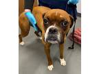 Adopt Ponyo* a Boxer / Mixed dog in Pomona, CA (41536023)