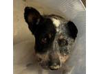 Adopt V39/ V40 a Blue Heeler / Mixed dog in Pomona, CA (41549382)