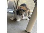 Adopt Ripley a Domestic Shorthair / Mixed cat in San Luis Obispo, CA (41549378)