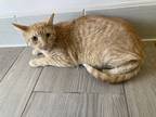 Adopt Sebastian a Domestic Shorthair / Mixed cat in San Luis Obispo