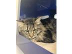 Adopt Tres a Domestic Longhair / Mixed cat in San Luis Obispo, CA (41549376)