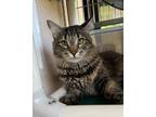Adopt Cuatro a Domestic Longhair / Mixed cat in San Luis Obispo, CA (41549375)