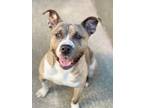 Adopt Scorpia a Brindle - with White Pit Bull Terrier / Mixed dog in Chicago