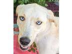 Adopt Sharis a Tan/Yellow/Fawn Labrador Retriever / Mixed dog in Hillside