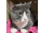 Adopt Simon (mcas) a Domestic Shorthair / Mixed (short coat) cat in Troutdale
