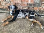 Adopt Panda (New Digs) a Merle Catahoula Leopard Dog / Mixed dog in Dallas