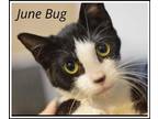 Adopt June Bug, Willow Grove PA (FCID 04/25/2024-104) a Black & White or Tuxedo
