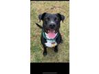 Adopt Midnight a Black - with White Labrador Retriever / Mixed dog in Newaygo