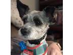 Adopt Cherry a White - with Black Schnauzer (Miniature) / Mixed dog in Bowie