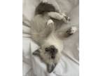 Adopt Otter a White (Mostly) Domestic Mediumhair / Mixed (medium coat) cat in