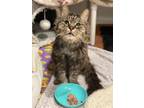 Adopt Smokey a Domestic Longhair / Mixed cat in Santa Rosa, CA (41547148)
