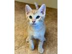 Adopt Zuri a Domestic Shorthair / Mixed cat in Novato, CA (41536000)