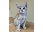 Adopt Zephyr a Domestic Shorthair / Mixed cat in Novato, CA (41535999)