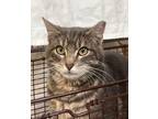 Adopt Duddly a Domestic Shorthair / Mixed cat in Spokane Valley, WA (41549360)