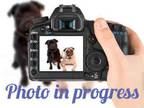 Adopt SHAY a Brown/Chocolate Pit Bull Terrier / Labrador Retriever / Mixed dog