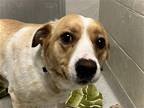 Adopt KODA a Labrador Retriever / Golden Retriever / Mixed dog in Denver