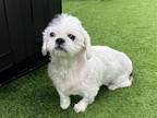 Adopt RITA a White Shih Tzu / Mixed dog in Tustin, CA (41543519)