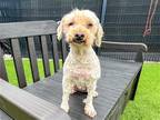 Adopt PATTY a Poodle (Miniature) / Mixed dog in Tustin, CA (41543517)