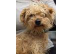 Adopt Montesa a Norwich Terrier / Poodle (Standard) / Mixed dog in San Diego