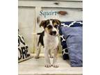 Adopt Squirt a Shepherd (Unknown Type) / Mixed Breed (Medium) / Mixed dog in